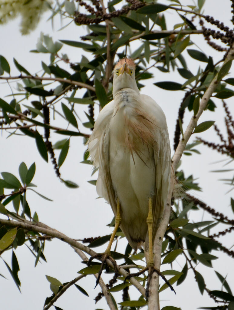 Western Cattle Egretadult, Behaviour