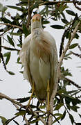 Western Cattle Egret