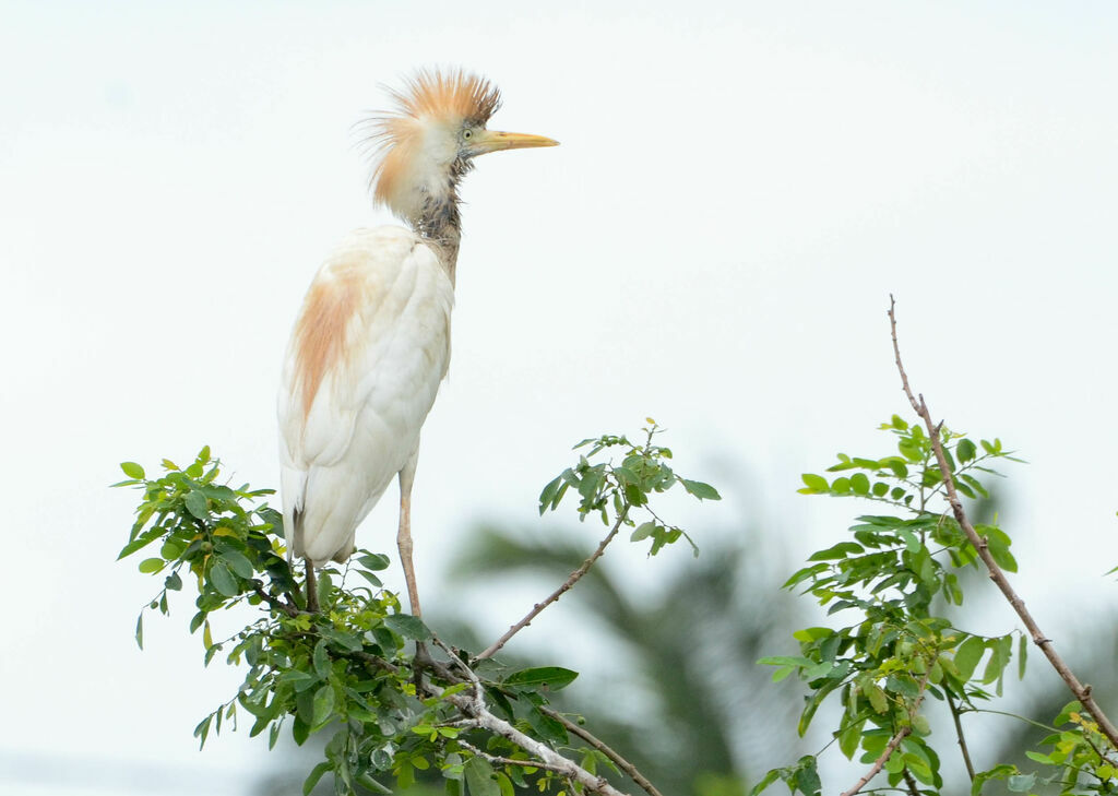 Western Cattle Egretadult breeding, aspect