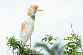 Western Cattle Egret