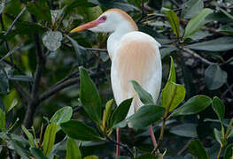 Western Cattle Egret