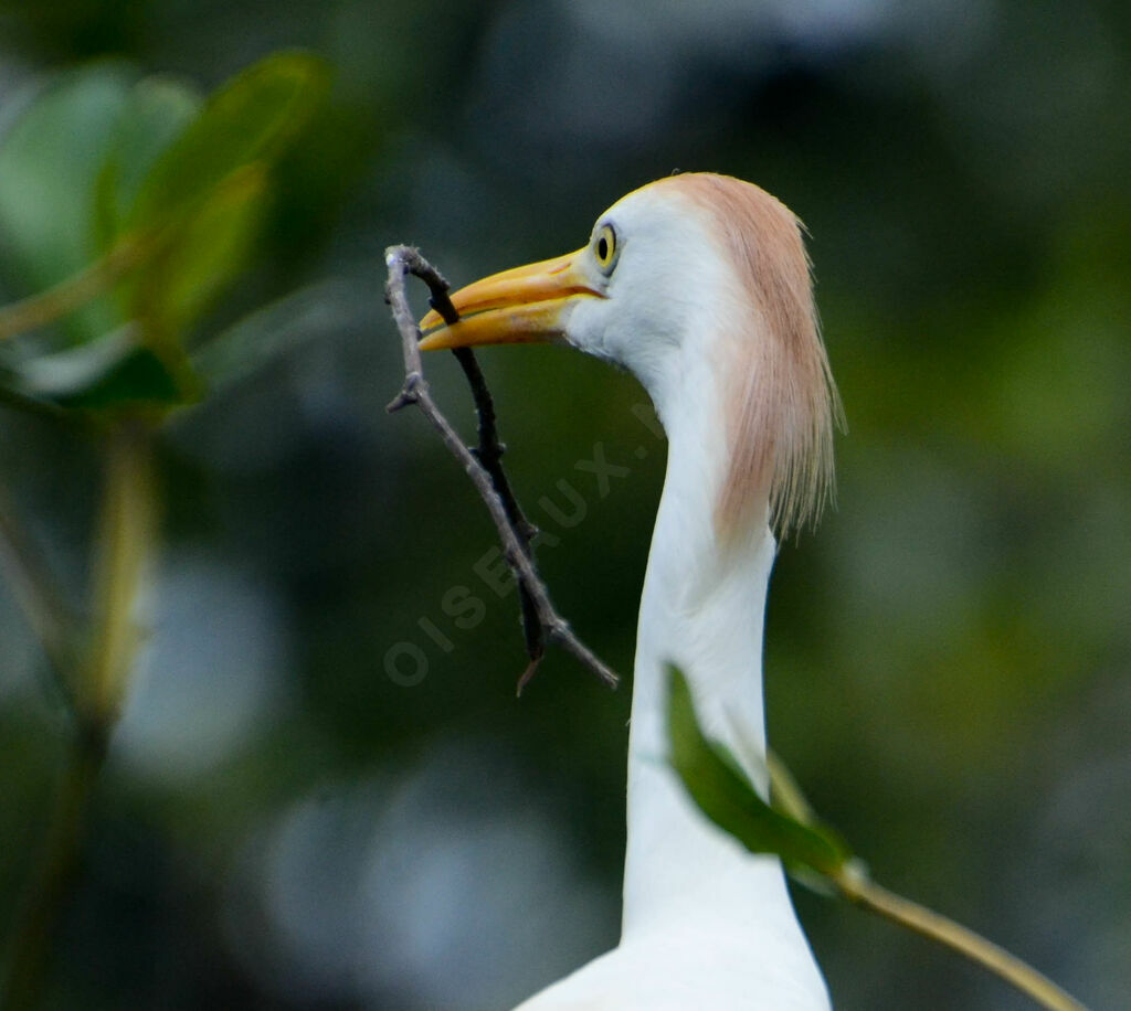 Western Cattle Egretadult, Reproduction-nesting