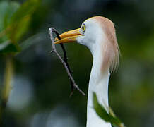 Western Cattle Egret