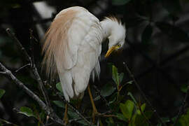 Western Cattle Egret