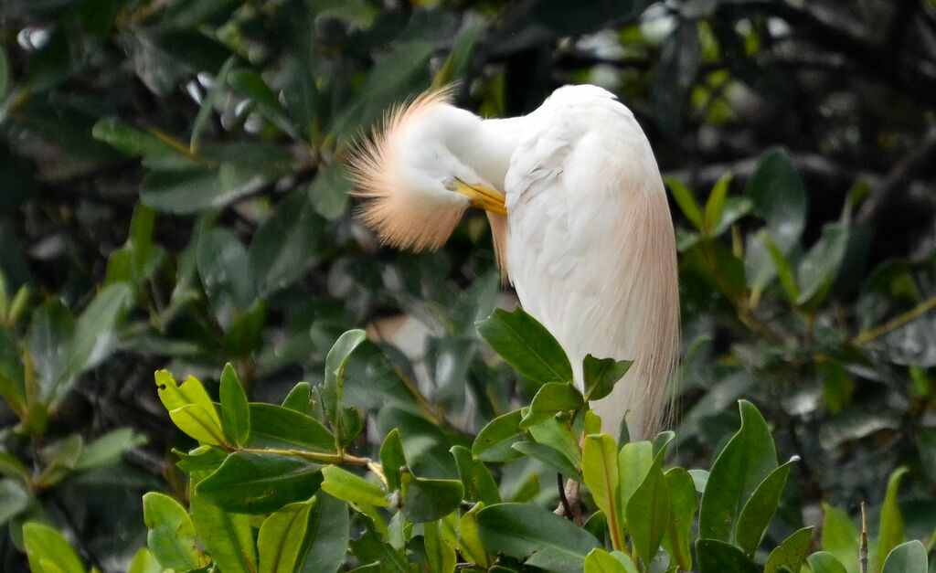 Western Cattle Egretadult breeding, identification