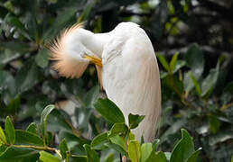 Western Cattle Egret