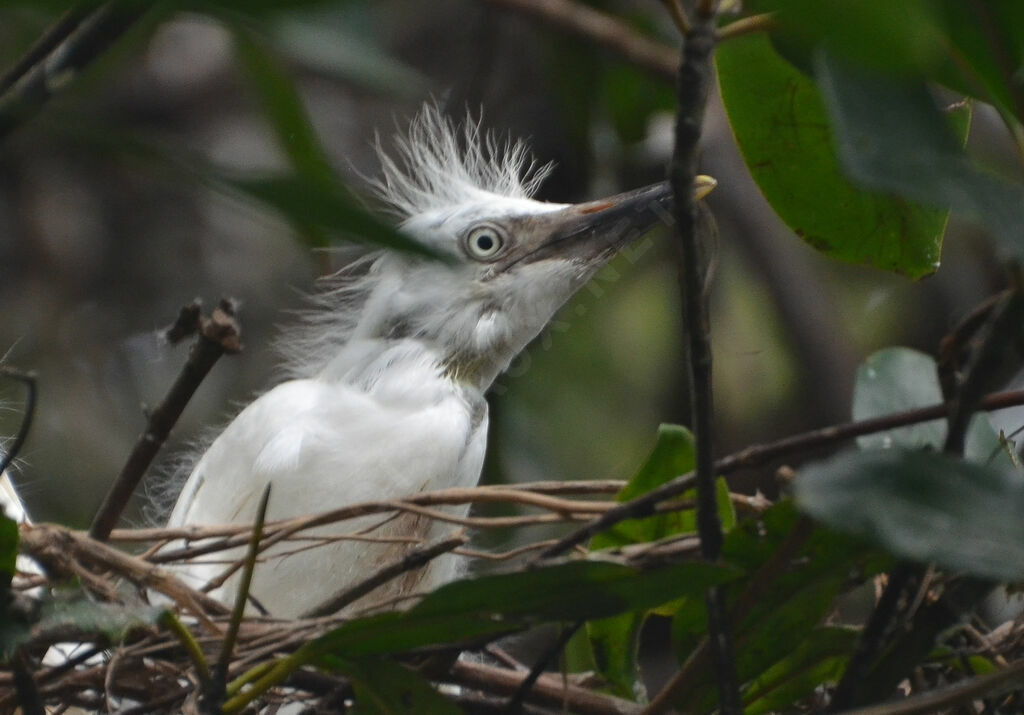 Western Cattle EgretPoussin