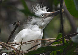 Western Cattle Egret