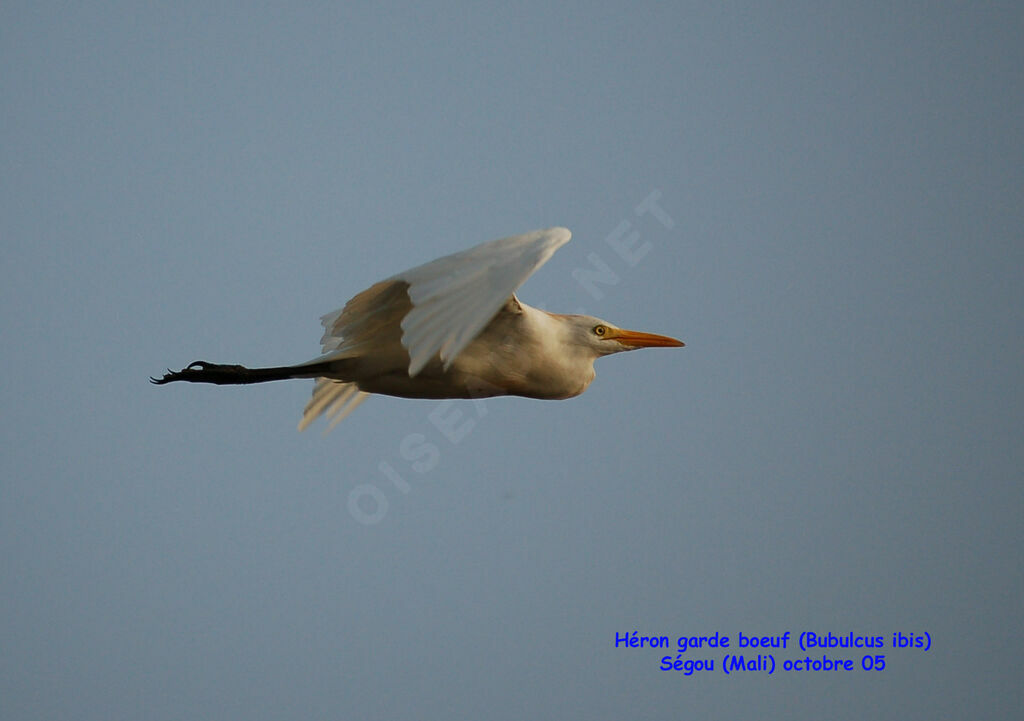 Western Cattle Egretadult post breeding