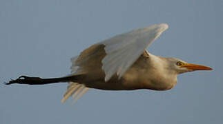 Western Cattle Egret