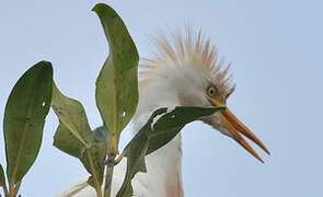 Western Cattle Egret