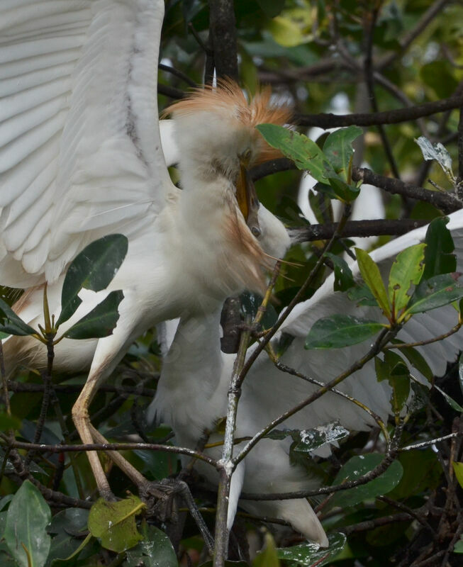 Western Cattle Egret, Reproduction-nesting