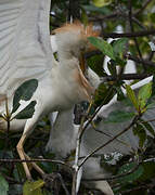 Western Cattle Egret