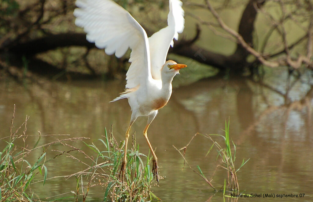 Western Cattle Egretadult breeding