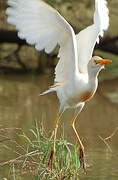 Western Cattle Egret