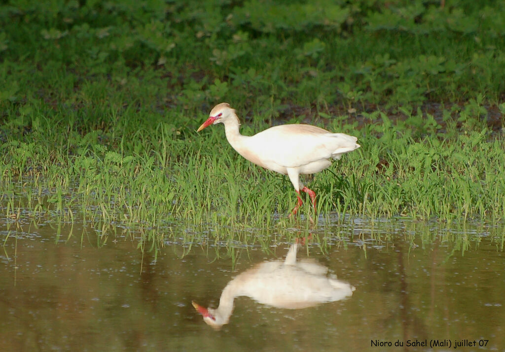 Western Cattle Egret