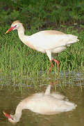 Western Cattle Egret