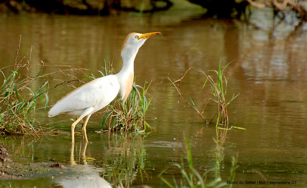 Western Cattle Egretadult breeding