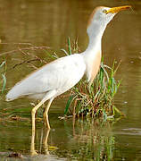 Western Cattle Egret