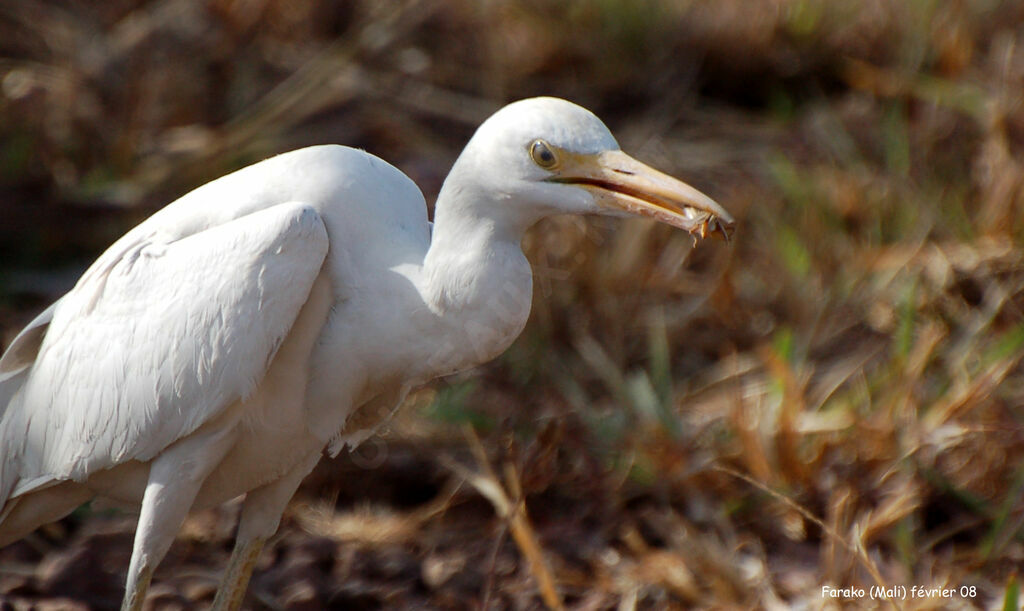 Western Cattle Egret