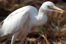 Western Cattle Egret