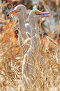 Western Cattle Egret