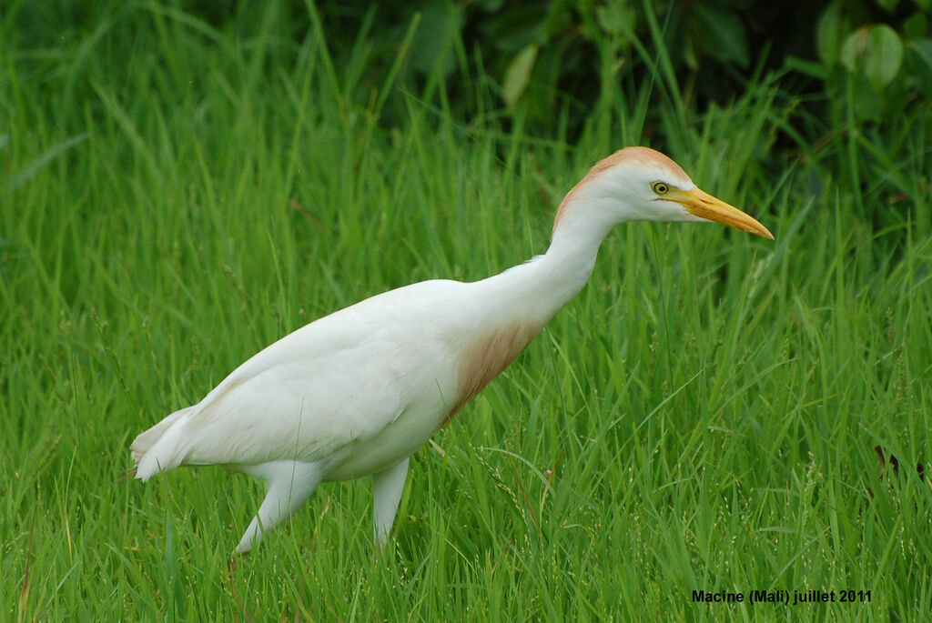 Western Cattle Egretadult breeding, identification