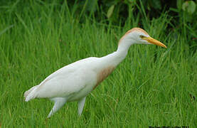 Western Cattle Egret