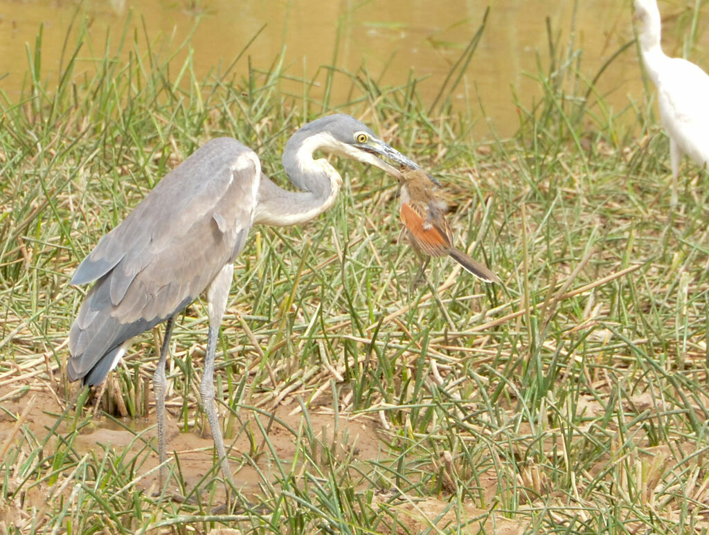 Black-headed Heronadult, identification, feeding habits