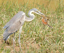 Black-headed Heron