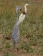 Black-headed Heron