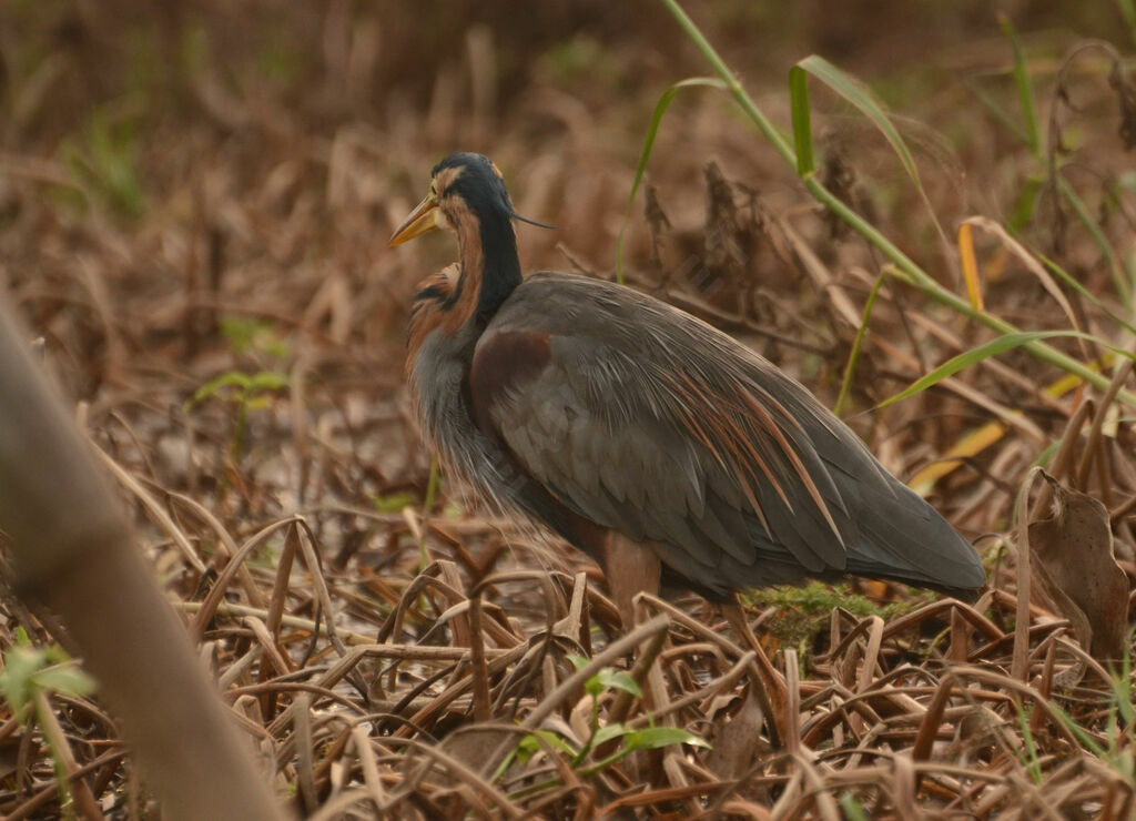 Purple Heronadult, identification, pigmentation