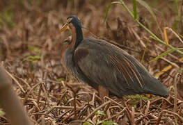 Purple Heron