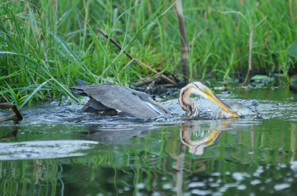 Purple Heronadult, feeding habits, eats