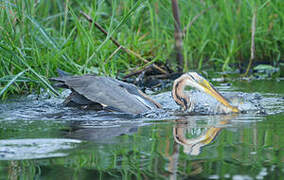 Purple Heron