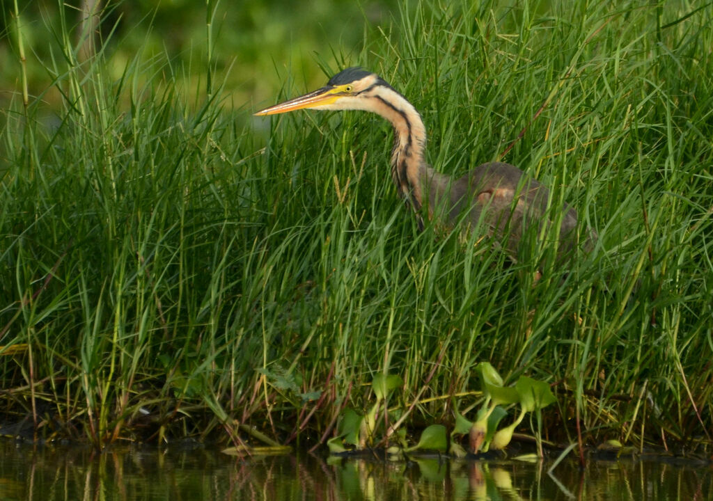 Héron pourpréadulte, pêche/chasse