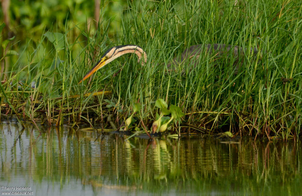 Purple Heronadult, fishing/hunting, Behaviour