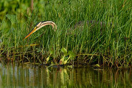 Purple Heron