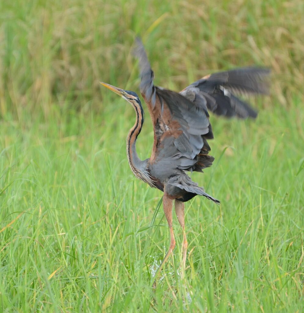 Purple Heronadult