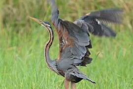 Purple Heron