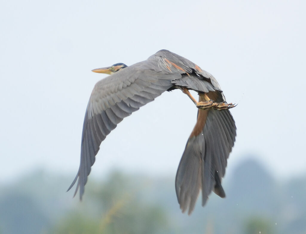 Purple Heronadult, Flight