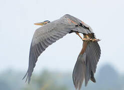 Purple Heron