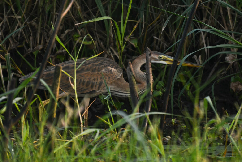 Purple Heron