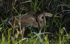 Purple Heron