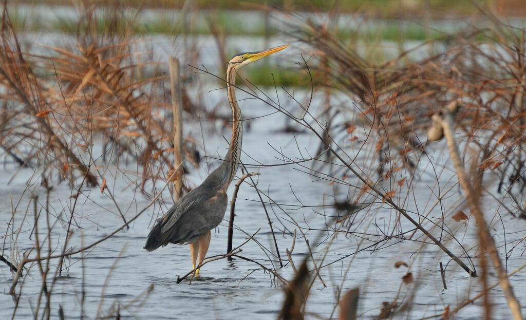 Purple Heron