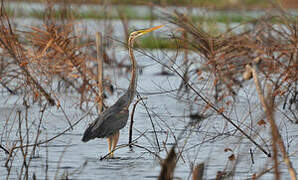 Purple Heron