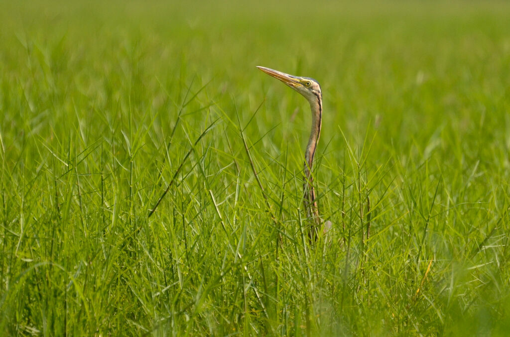 Héron pourpréadulte, camouflage