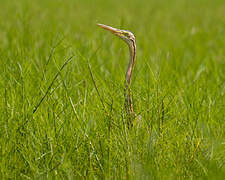 Purple Heron