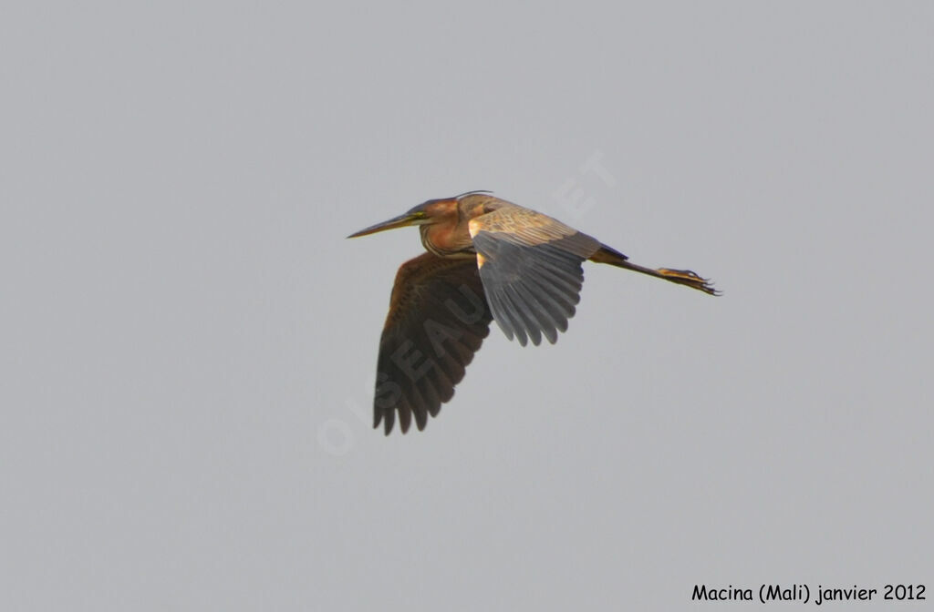 Purple Heronadult, Flight