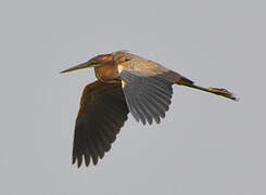 Purple Heron